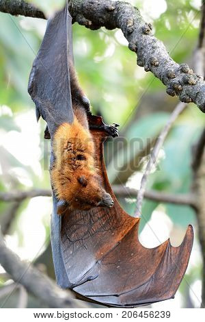 beautiful lyie's flyingfox sleeping in the tree