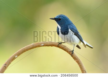 beatiful male Ultramarine Flycatcher (Ficedula superciliaris) possing on the branch