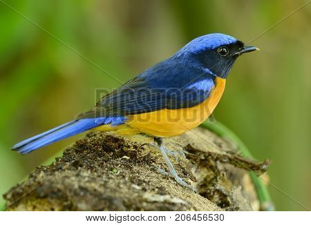 beautiful male Rufous-bellied Niltava (Niltava sundara) in Thai forest