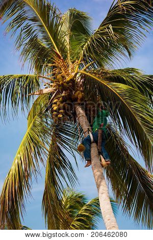 The palm worker takes off the coconuts