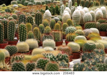 Varia cactus