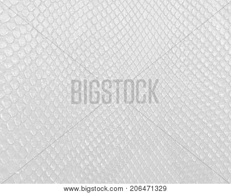Snake skin texture in white color, modern bright white background.