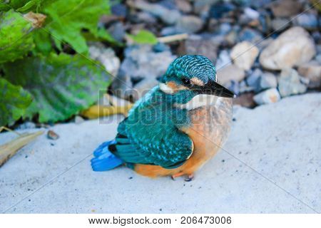 The bird of the kingfisher sits and looks