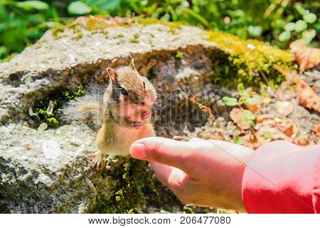 Chipmunk eats delicious nuts from his hand