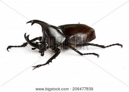 Male Rhinoceros Beetle