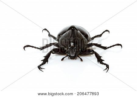 Male Rhinoceros Beetle
