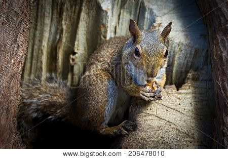 Squirrel eating nuts on wood hole alone