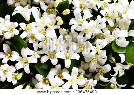 Orange Jessamine