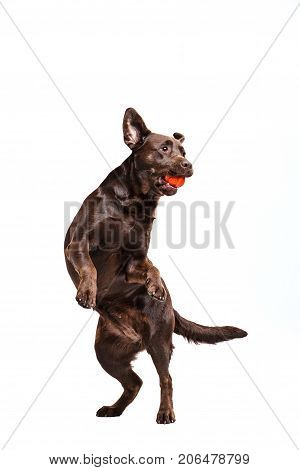 A portrait of a black Labrador dog playing with ball isolated on white background.