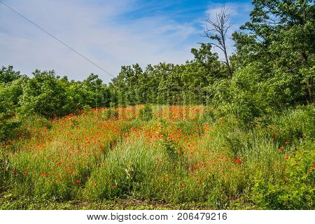 Ukrainian Steppe Near The Town Of Polohy