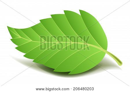 Green tree leaf on small stem with ribbed edge and thin streaks that lay and cast shadow isolated cartoon flat vector illustration on white background. Beautiful natural element of various plants.