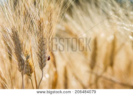 Ladybug on a wheat in a big field