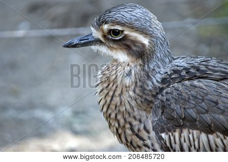 this is a close up of a bush stone curlew