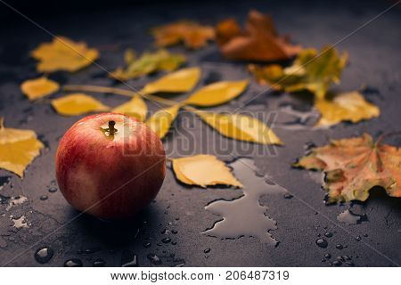 One red apple and yellow leaf after the rain on the black textured background with drops copy space. Autumn dreary mood. Harvest concept
