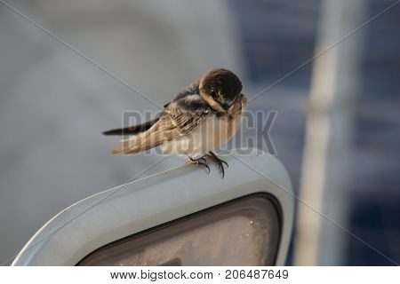 Bird On A Boat