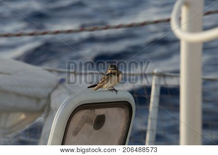 Bird On A Boat
