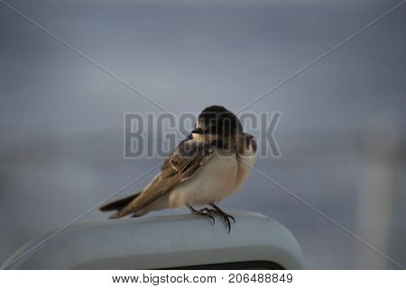 Bird on a boat in the middle of Atlantic ocean