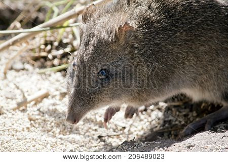 this is a close up of a long nosed potoroo