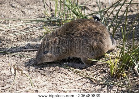 this is a side view of a long nosed potoroo