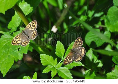 Couple of Speckled Wood butterfly,  Pararge aegeria. Butterfly is mostly common on the edge of the forest