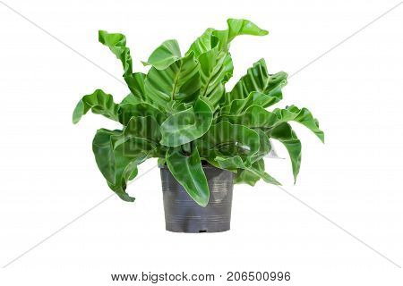 bird nest fern isolated white use for multipurpose