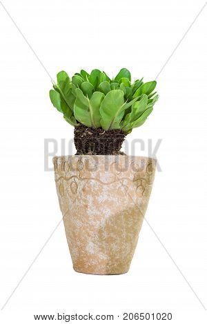 bird nest fern isolated white use for multipurpose