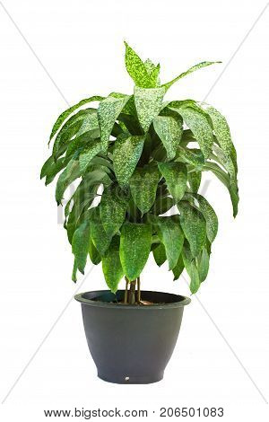 bird nest fern isolated white use for multipurpose