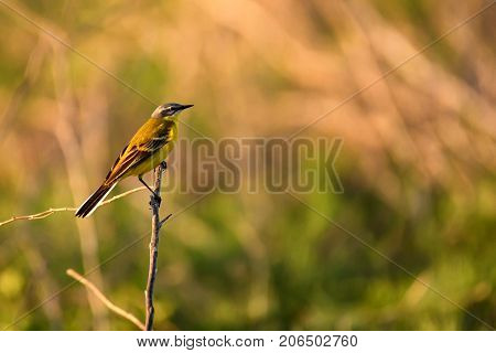Close up beautiful Western Yellow Wagtail or Motacilla flava sitting on tree branch
