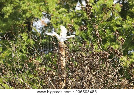 Wooden Bird Of Happiness On The Rite Of Fire - Slavic Symbols