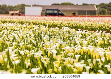 Calla Garden Field Cultivation