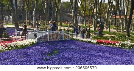 Istanbul Turkey - April 06 2016 Annual Spring Festival of Tulips new design Gulhane Park wedding also came to park. Local people and tourists are getting rest making photos and enjoy good weather and spring slice of life editorial.