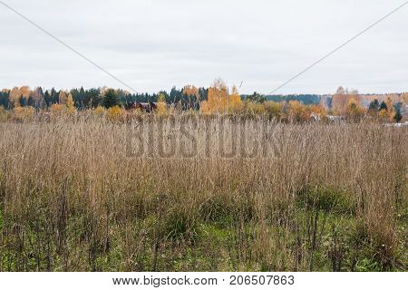 Field And Trees On The Background