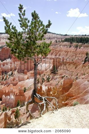 A pie de árbol en Bryce Canyon