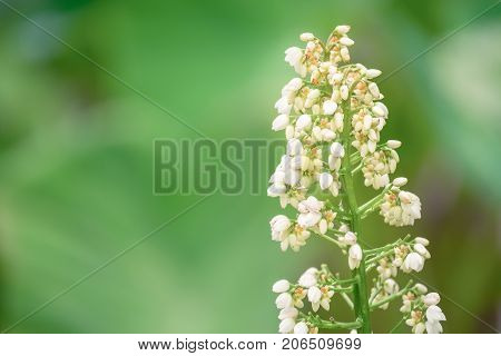 Closeup of White herbal flower buds of Xiphidium caeruleum Aubl plant with defocus background in the garden Thailand