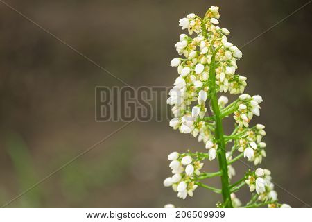Closeup of White herbal flower buds of Xiphidium caeruleum Aubl plant with defocus background in the garden Thailand