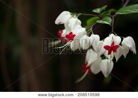 The white and red Bleeding Heart vine Clerodendron thomsoniae Flower
