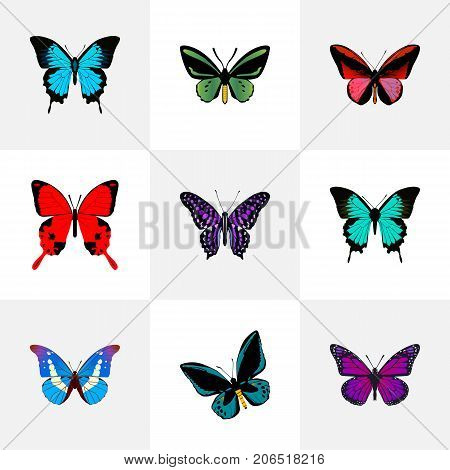 Realistic Demophoon, Papilio Ulysses, Tropical Moth And Other Vector Elements