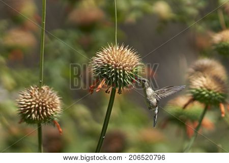 Oasis Hummingbird (Rhodopis vesper) in flight, feeding on orange flowers at the Hummingbird Sanctuary in the Azapa Valley near Arica in northern Chile.