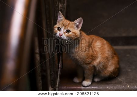 Homeless ginger kitten in the entrance house