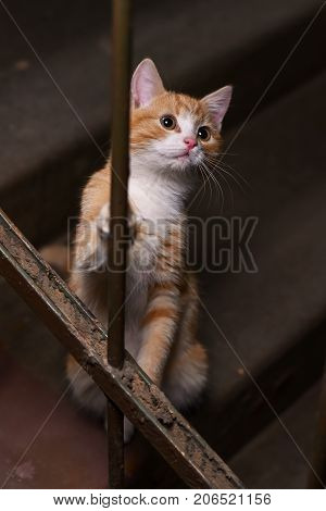 Homeless ginger kitten in the entrance house