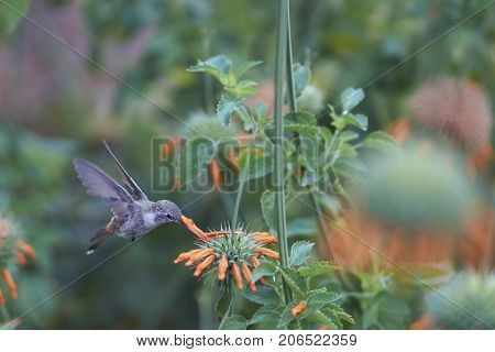Oasis Hummingbird (Rhodopis vesper) in flight, feeding on orange flowers at the Hummingbird Sanctuary in the Azapa Valley near Arica in northern Chile.