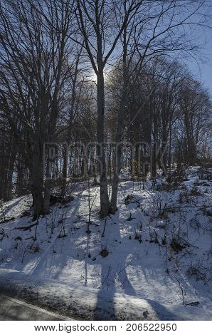 Sunlight beech or fagus forest  on winter time in Vitosha mountain, Bulgaria