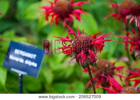 a photo of some bergamot in a garden