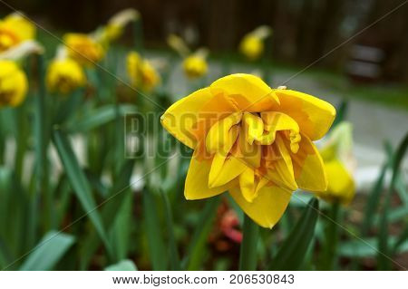 Botanical garden the beautiful flowers in bloom and delight in the spring