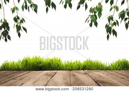 Green Leaves, Sward And Wooden Planks