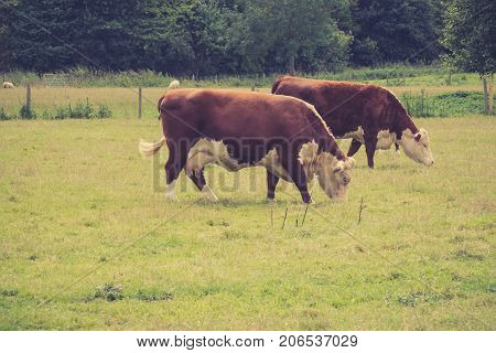 Cows grazing in a field close to Lacock village Wiltshire England UK