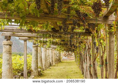 pylons stone and lime columns and chestnut poles support the pergola of rows of grapes the typical agricultural architecture of the vineyards of Carema, in Piedmont, Italy