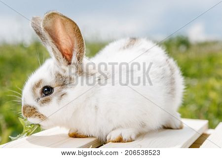 A small rabbit home a black and white suit a bunny eating a green grass a pet in a wooden box. The girl keeps the rabbit in her arms.