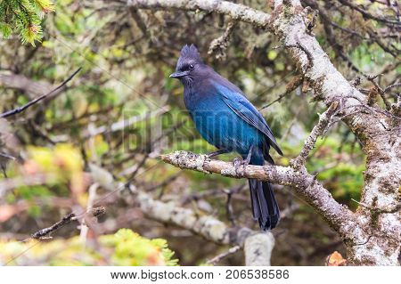 Steller's jay (Cyanocitta stelleri) in Ucluelet British Columbia Canada
