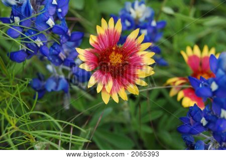 Bluebonnets